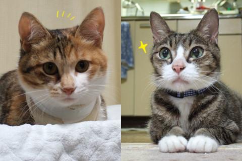 さらばアセモと包帯 Taroさんの猫ブログ ネコジルシ