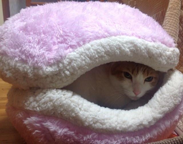マカロンのベッド - ミニケルさんの猫ブログ - ネコジルシ