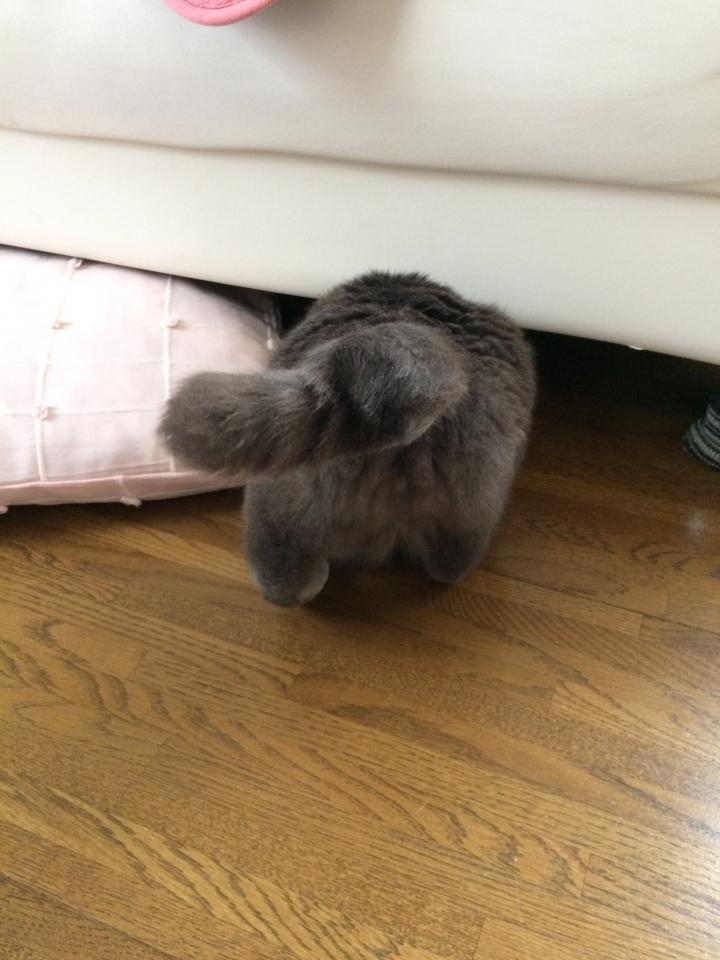 隠し撮り願望！！ - みかん猫さんの猫ブログ - ネコジルシ