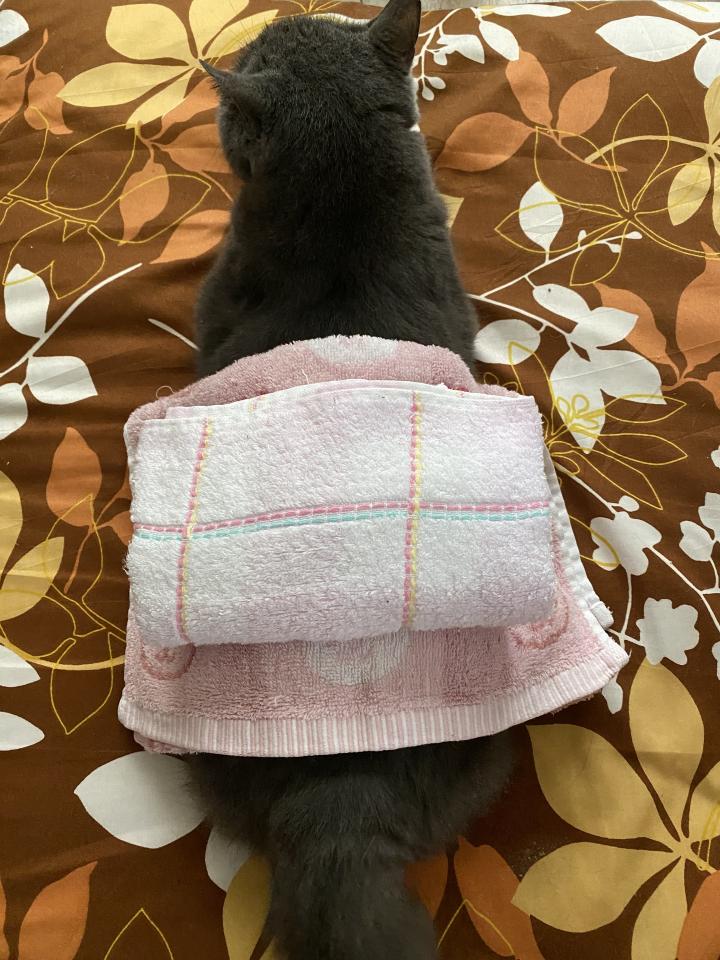 こんにゃく温湿布 みかん猫さんの猫ブログ ネコジルシ