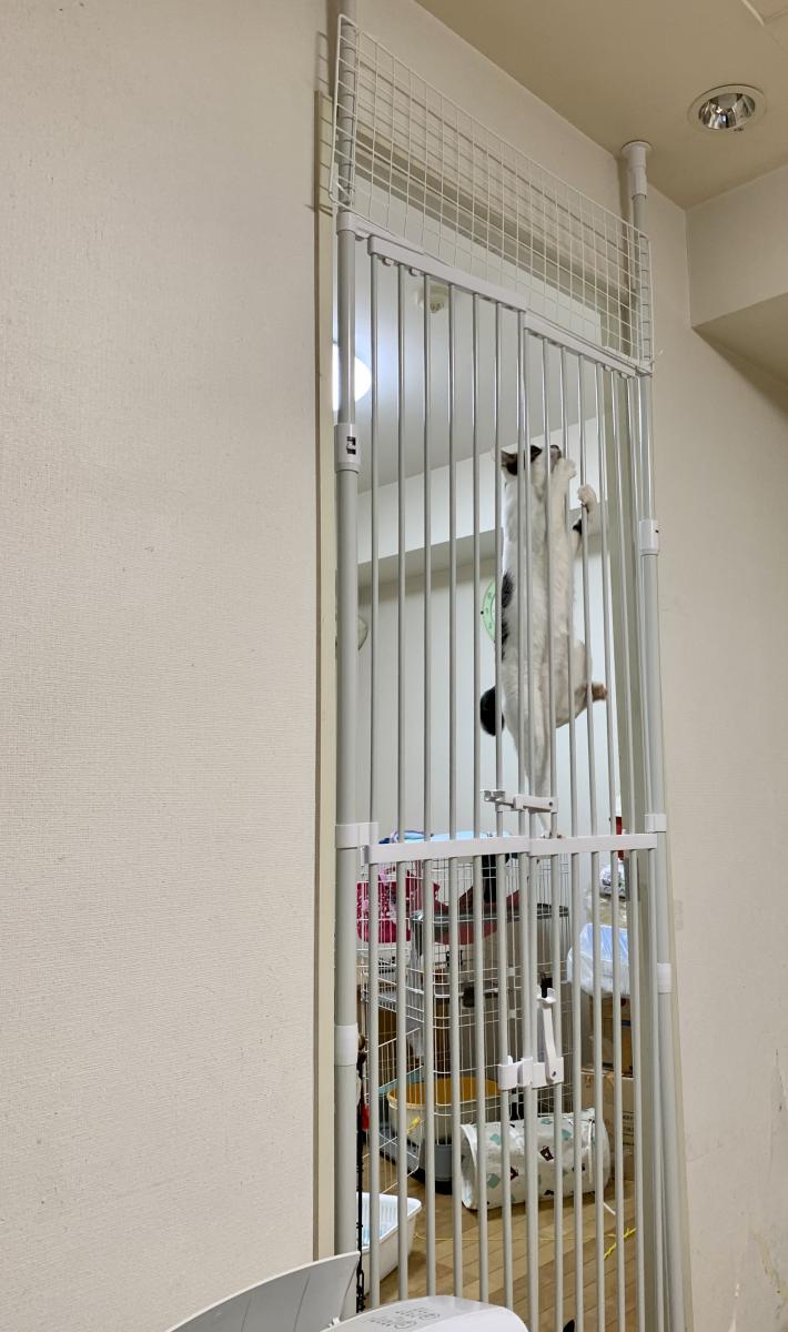 のぼれんニャンバリアフリー3 Petselect by Nihonikuji 公式オンライン