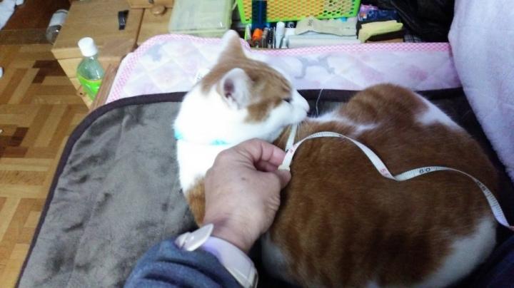 茶太郎のウエスト？ - 悟空さんの猫ブログ - ネコジルシ