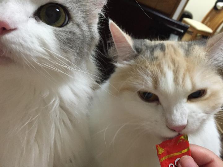 久々日記 やまとり様ネコジモザイクお願いします ごまママさんの猫ブログ ネコジルシ