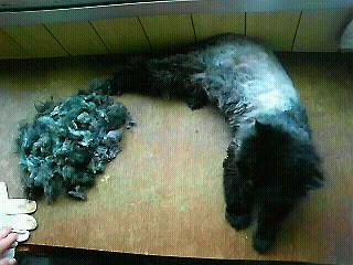 ハサミでサマーカット！！ - 錆姐さんの猫ブログ - ネコジルシ - 猫 毛 玉 ハ
サミ