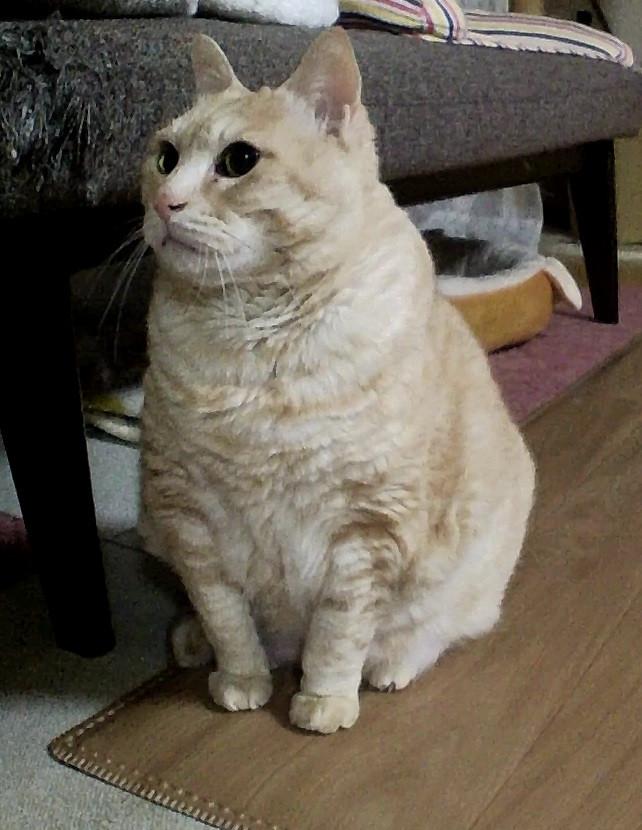 R6年GW ねこザイル幼稚園⑤ - タッちゃんさんの猫日記