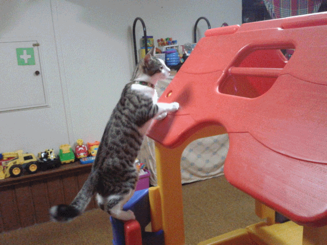 屋根に登る Marucoさんの猫ブログ ネコジルシ