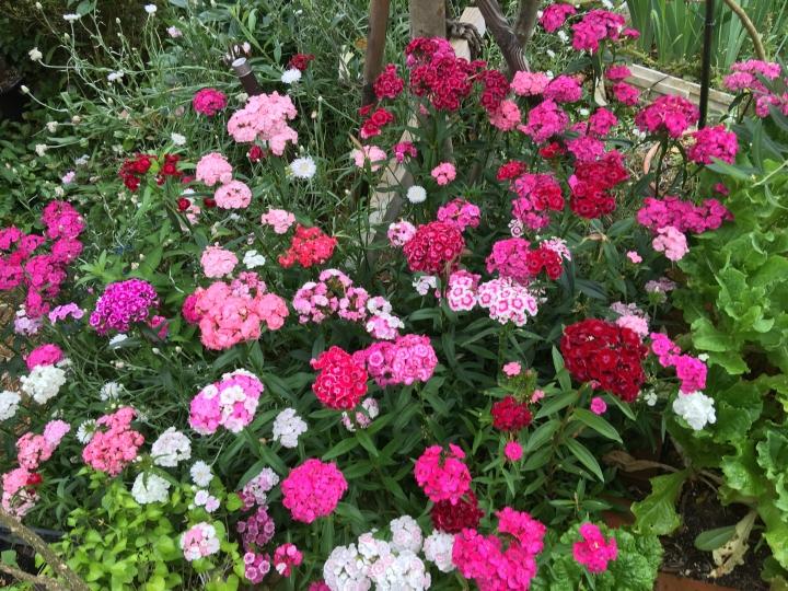 美女ナデシコ満開 Bellmikkuさんの猫ブログ ネコジルシ