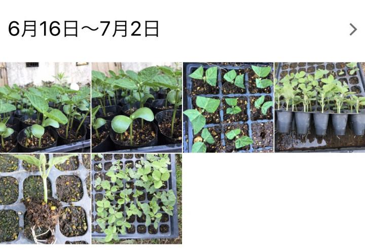 合言葉は 芝生をはがして 畑を作ろう なぁんてね Bellmikkuさんの猫ブログ ネコジルシ