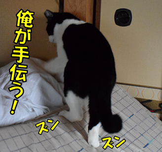 山登りのつもり? - つくつくホーシさんの猫ブログ - ネコジルシ
