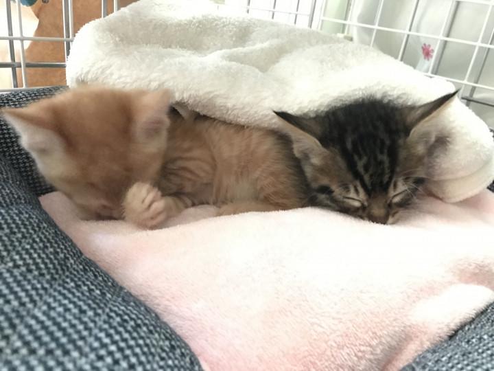 悪魔な子猫と癒しの大人猫 ハル ソラさんの猫ブログ ネコジルシ