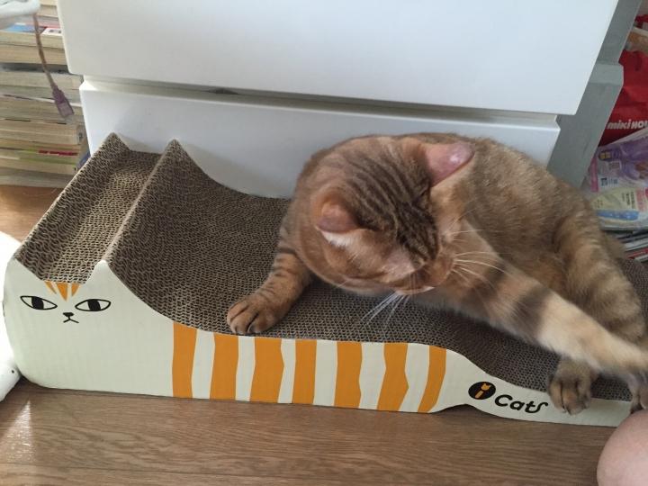 爪研ぎ - あう1011さんの猫ブログ - ネコジルシ