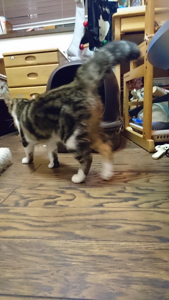 只今 里親さん募集中 チビ猫日記３ ねこ庭小太郎さんの猫ブログ ネコジルシ