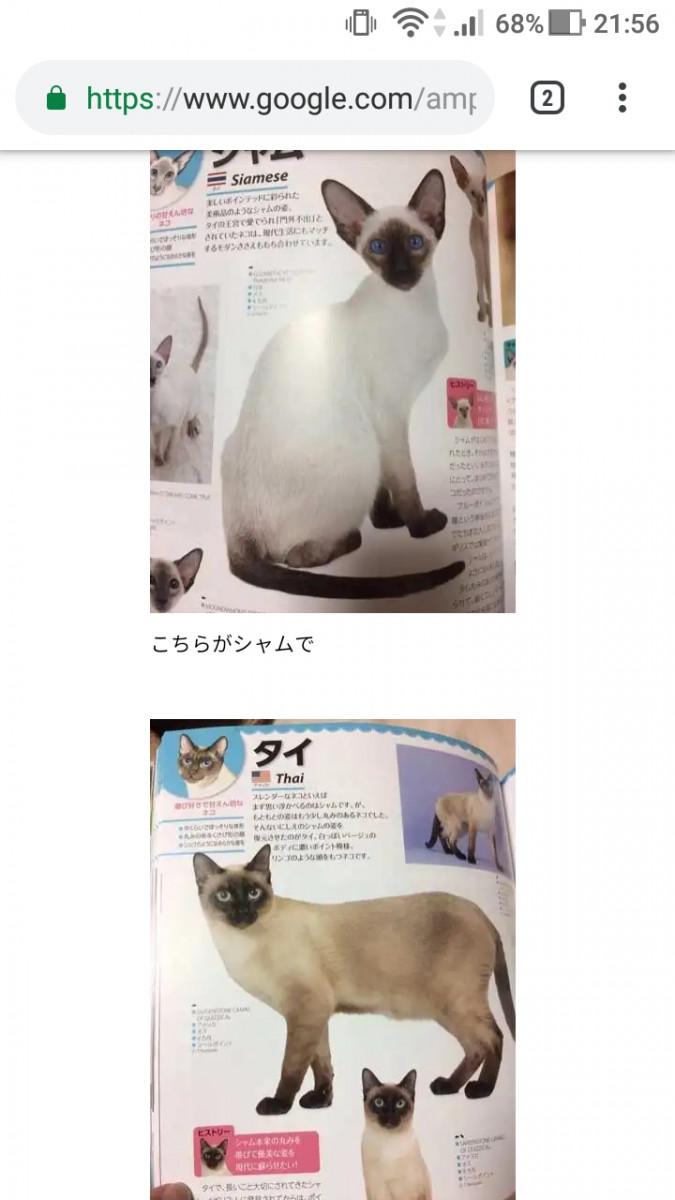 シャムmixと思ってたらタイ猫だった たぬぽんさんの猫ブログ ネコジルシ