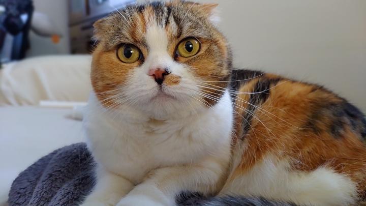 ムギワラという猫色 Zinqueさんの猫ブログ ネコジルシ