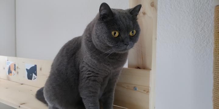今日のフクさん 波があるのかなぁ - zinqueさんの猫ブログ - ネコジルシ