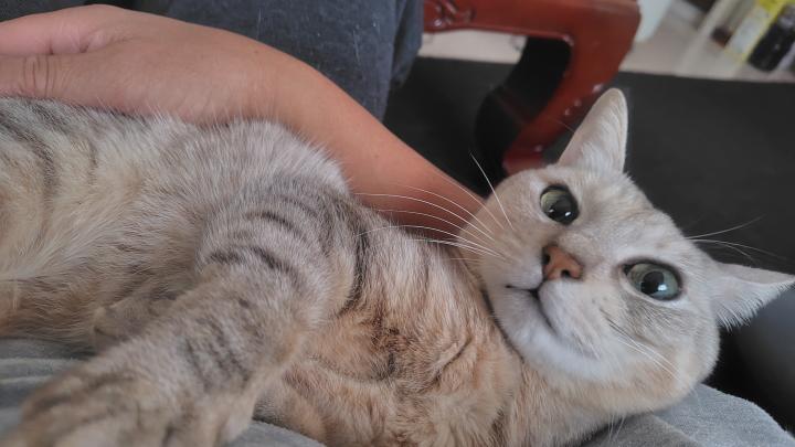 むーちゃんシリーズ - zinqueさんの猫日記