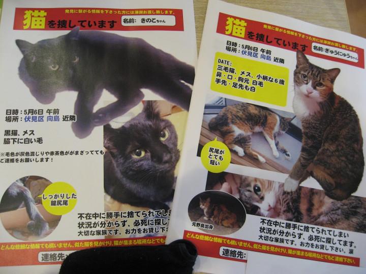捜索中 不在中に捨てられた猫たち - きょんすけさんの猫ブログ