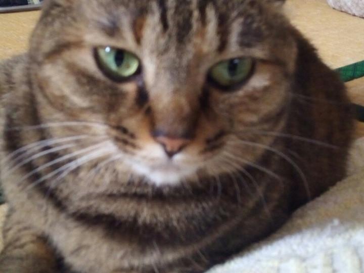 5月皆勤賞 わーい チィパッパさんの猫ブログ ネコジルシ