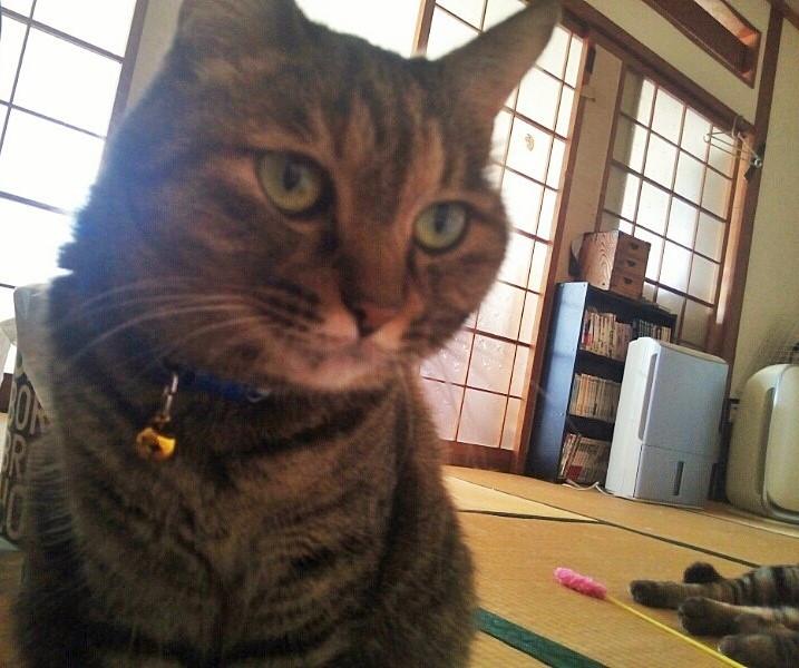 ポンコツでも気合だ!! - チィパッパさんの猫ブログ - ネコジルシ