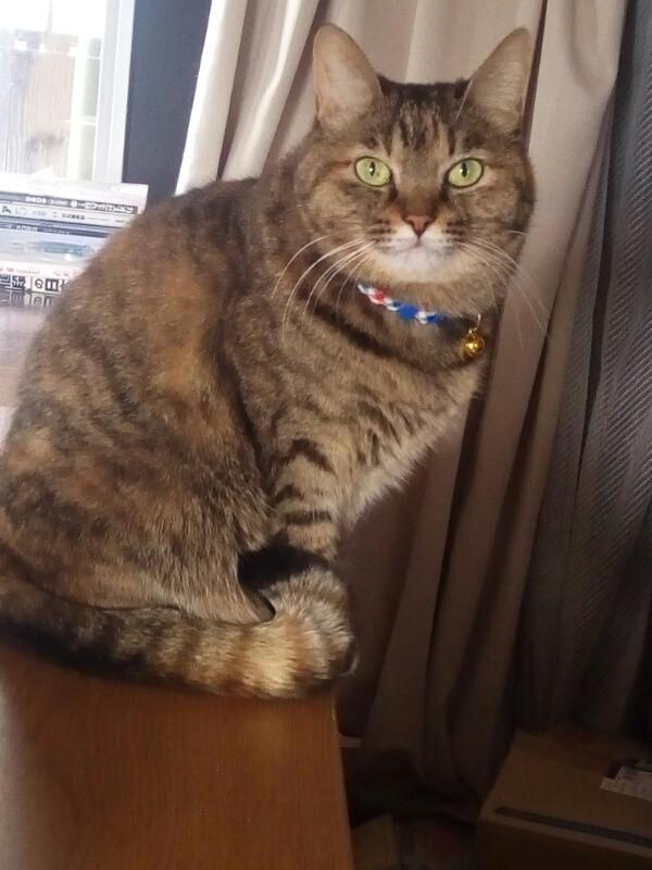 マロコを愛でる会 もこっそり開催 チィパッパさんの猫ブログ ネコジルシ