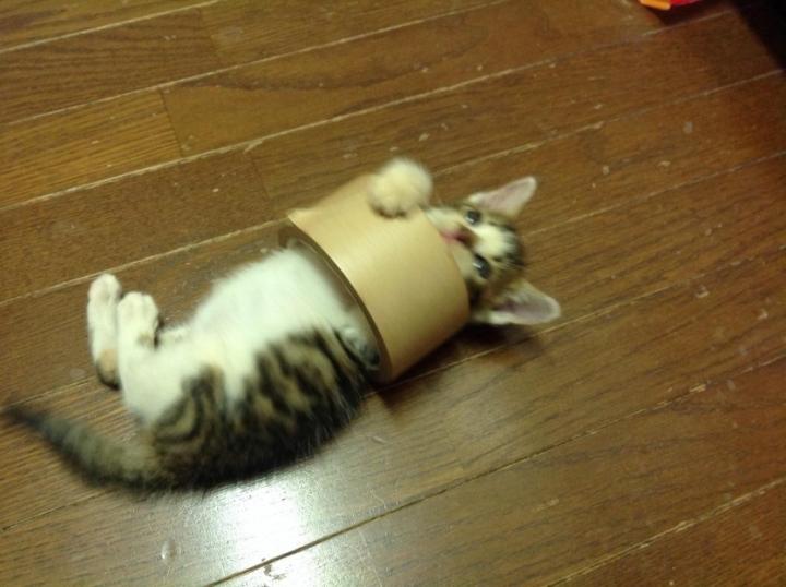 今日の遊び - ビビココさんの猫ブログ - ネコジルシ