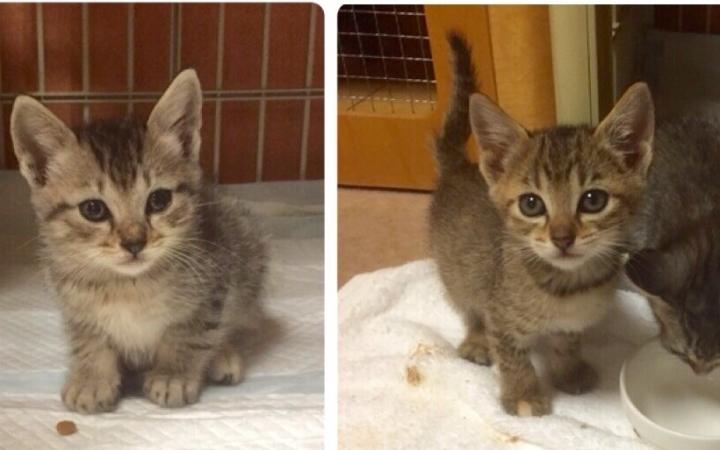 大分県から里親募集開始です(*^_^*) - プリンアラモードさんの猫ブログ