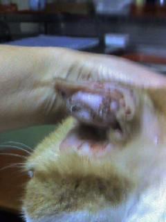 肥満細胞腫ジャツキーの耳です 嫌な方はみないで ジャッキーままさんの猫ブログ ネコジルシ