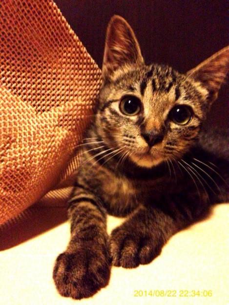 保護猫バナナの正面顔 その2 やまぴさんの猫ブログ ネコジルシ