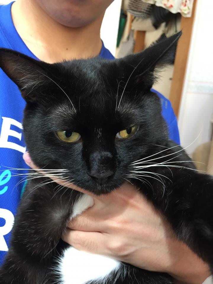 好酸球性肉芽腫症候群の治療。 - ミルミルキーさんの猫ブログ - ネコジルシ