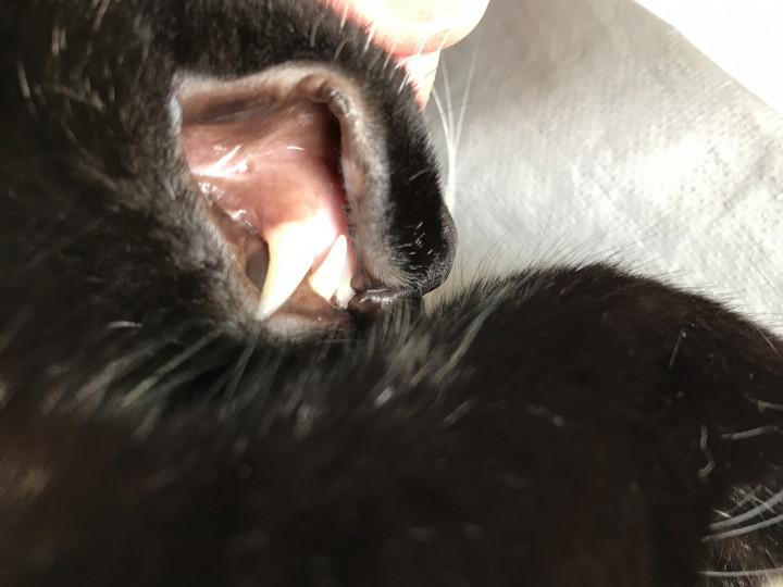 再発(泣) 好酸球性肉芽腫症候群。 - ミルミルキーさんの猫ブログ 