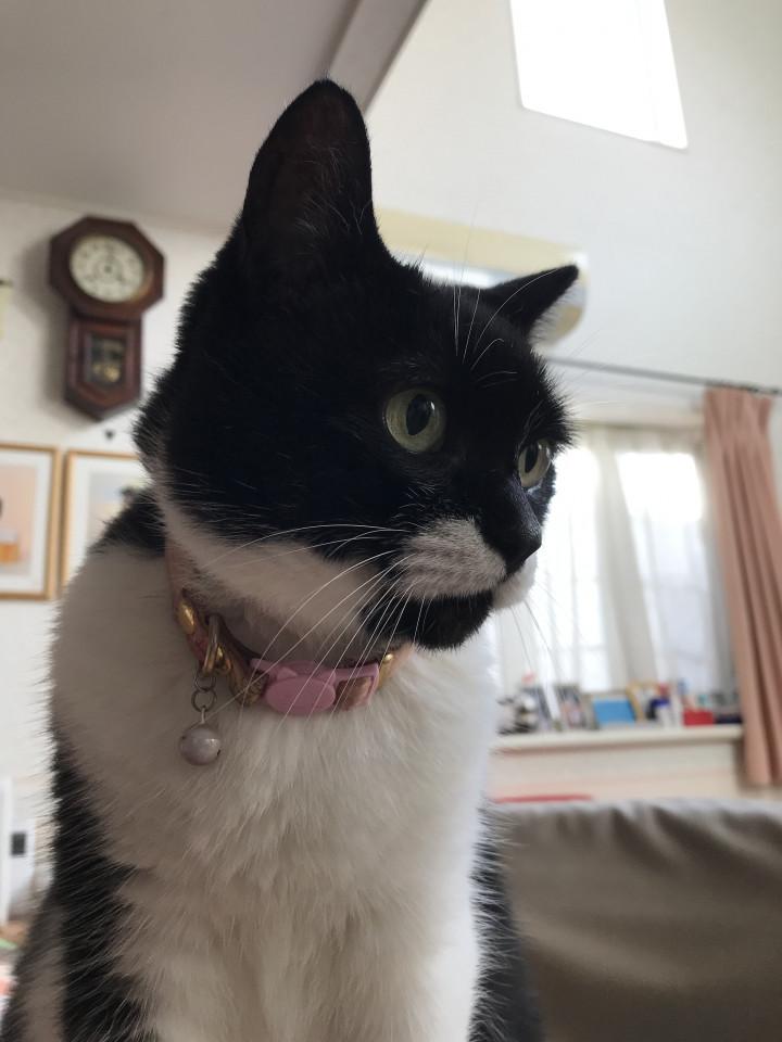 記録】クロマメの慢性腎不全、肥大型心筋症。 - ミルミルキーさんの猫