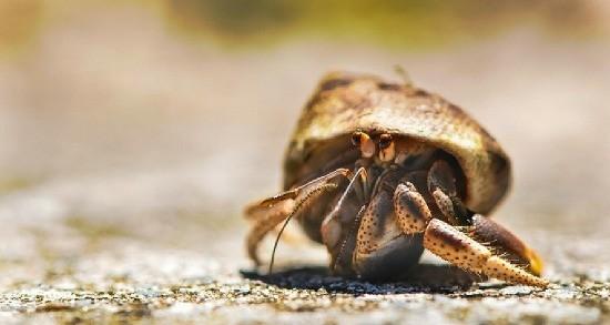 ヒカルのママ様の日記を拝見しての ヤドカリ 日記 デス Gororokuさんの猫ブログ ネコジルシ