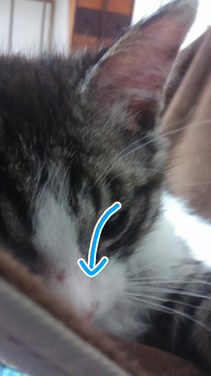 15日目 Me Nowさんの猫ブログ ネコジルシ