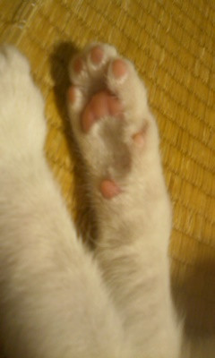 にくきゅうｖ れとさんの猫ブログ ネコジルシ