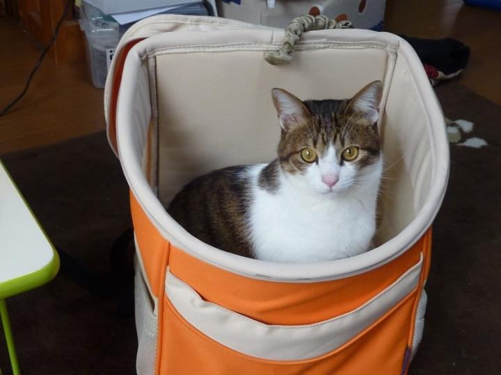 リュック型キャリー 届きました 風たんさんの猫ブログ ネコジルシ