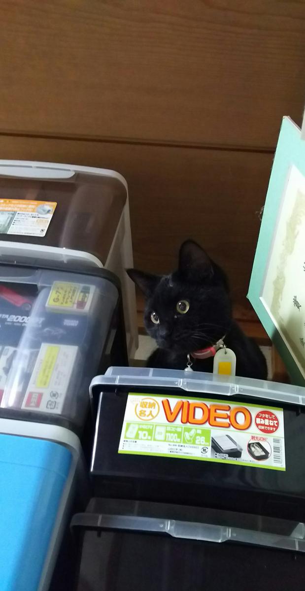 野良猫だったお嬢さん シンチェさんの猫ブログ ネコジルシ