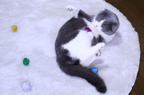 うに玉遊び ママ美さんの猫ブログ ネコジルシ うに玉遊び ママ美さんの猫ブログ ネコジルシ
