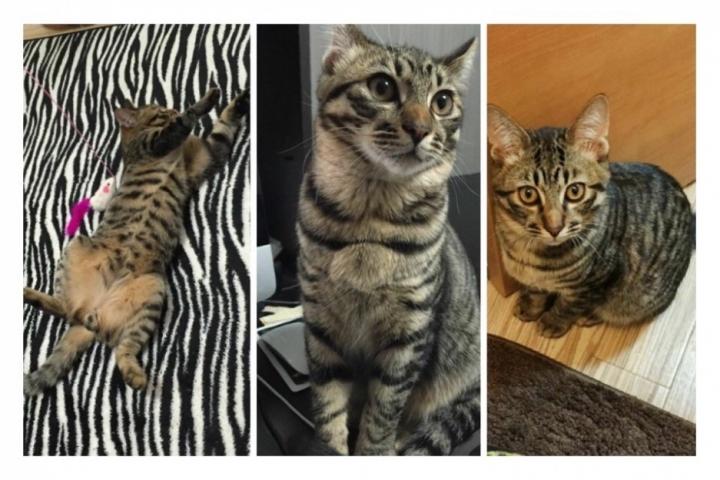 4ヶ月で3kgって りつ0223さんの猫ブログ ネコジルシ