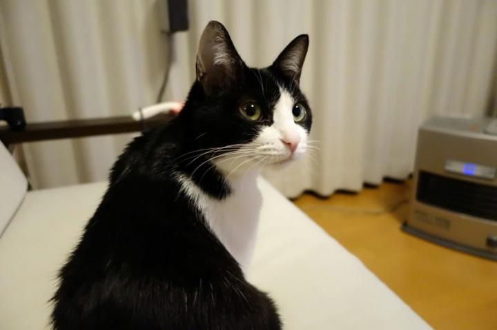 リコとの食事 - sheepmanさんの猫ブログ - ネコジルシ