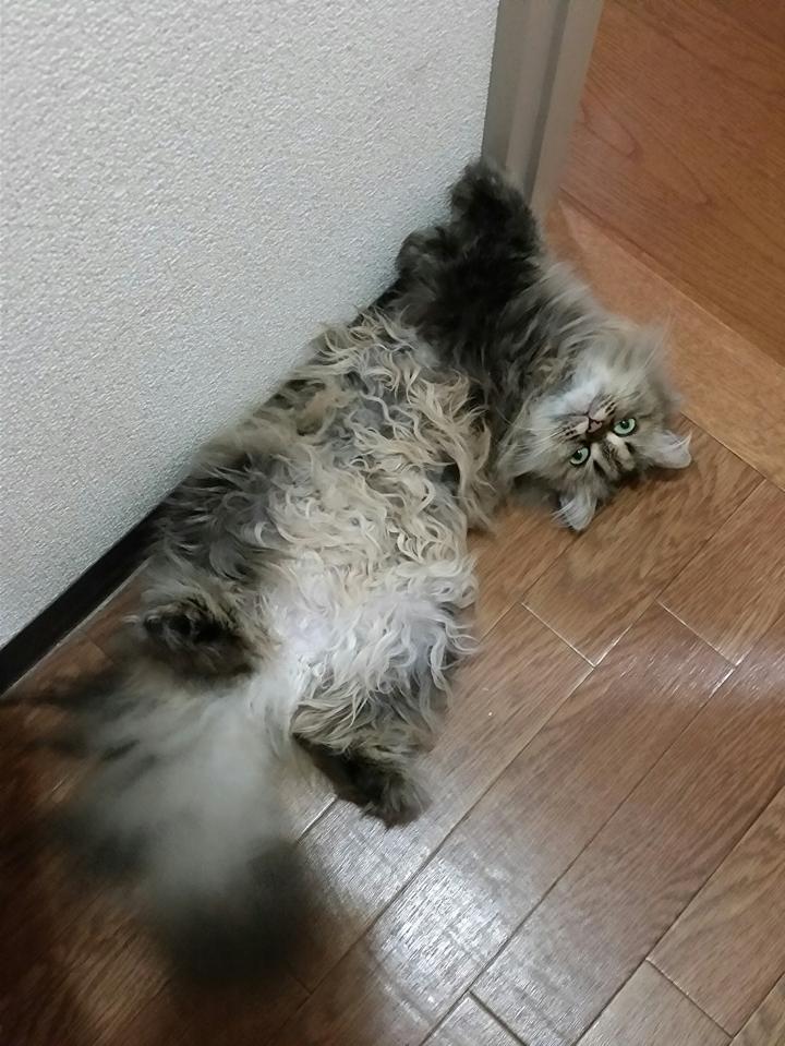 たまちゃん日記(暑い・・) - つきうさぎさんの猫ブログ - ネコジルシ