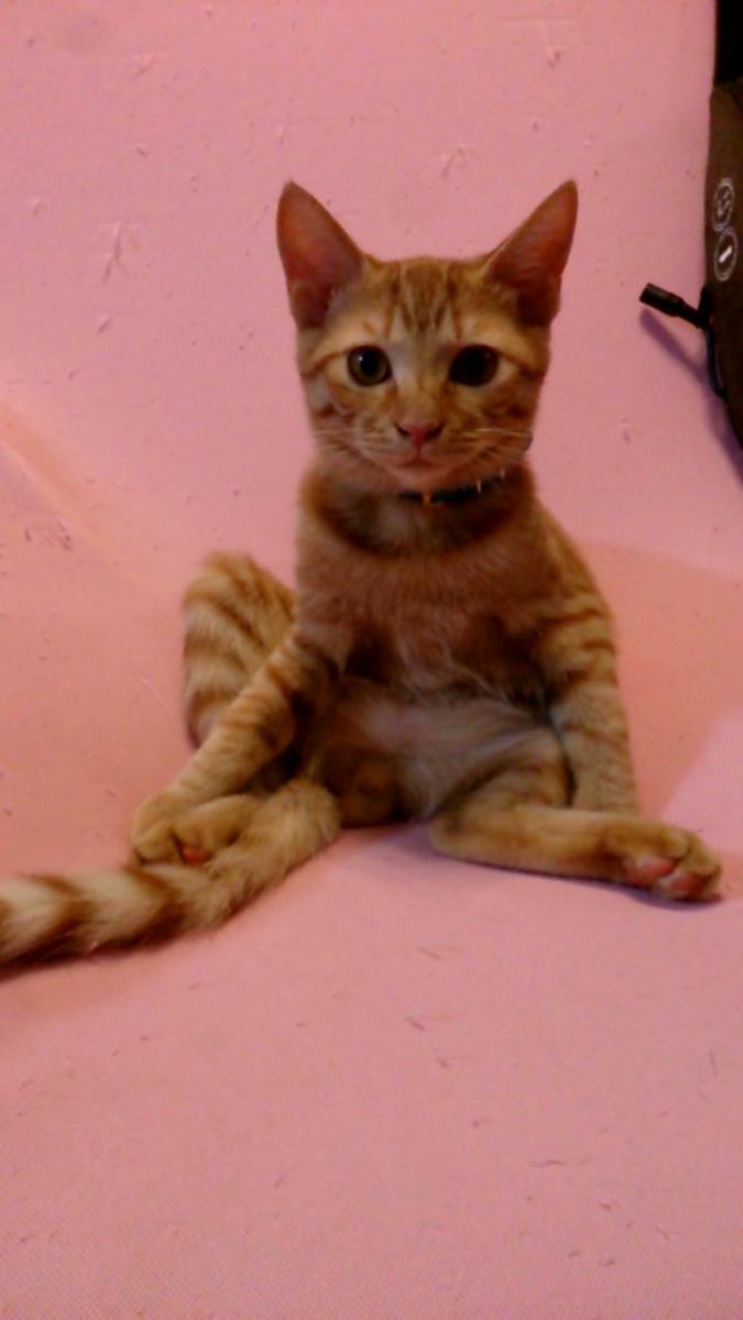 ティオはすくすく（ネコジモザイク希望デス） - asaka26さんの猫ブログ 