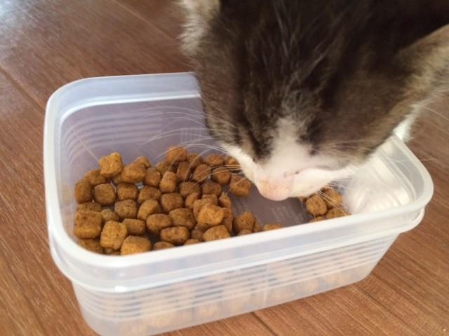 先住猫のカリカリを盗み食いしたキジ白君^^; - 猫大好き(〃ω〃)さんの