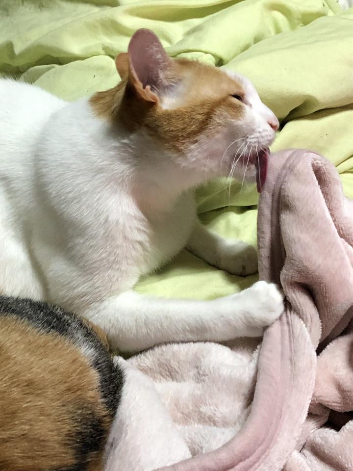 豆猫 合計14枚 Amazon.co.jp: ご縁猫 ジュエリーキャット(S-SIZE ピンク Pink