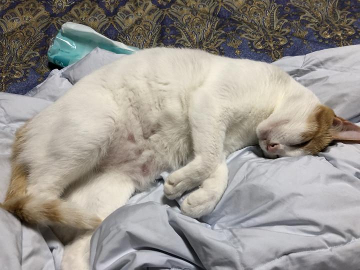 ワガママに育ててしまいました Mukuの親さんの猫ブログ ネコジルシ