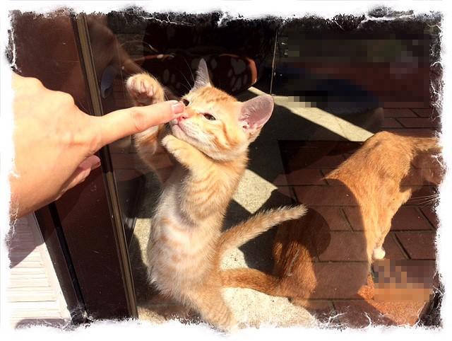 ガラス越しに遊ぶ子猫 ちゃとらとらとらさんの猫ブログ ネコジルシ