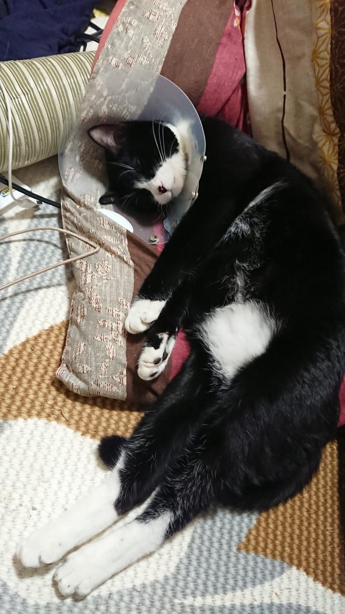 こてっちゃん病院リターンズ3 - にょろねこさんの猫ブログ - ネコジルシ