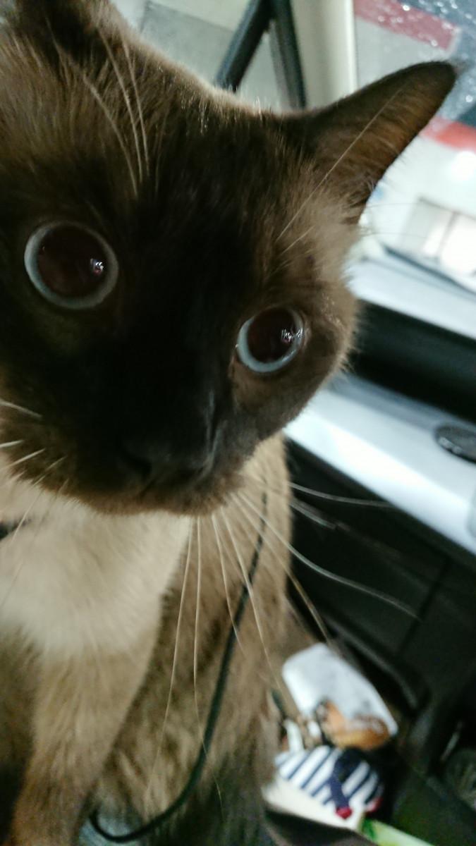 小春様と大福坊っちゃん - にょろねこさんの猫ブログ - ネコジルシ