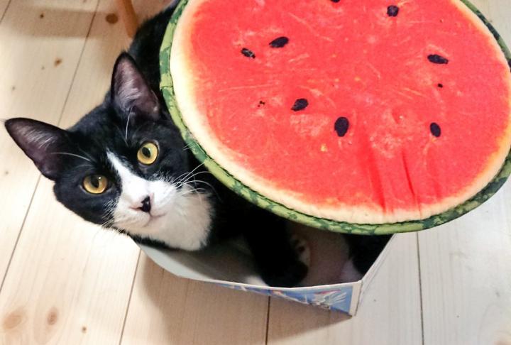 スイカ 食べたくなります にょろねこさんの猫ブログ ネコジルシ