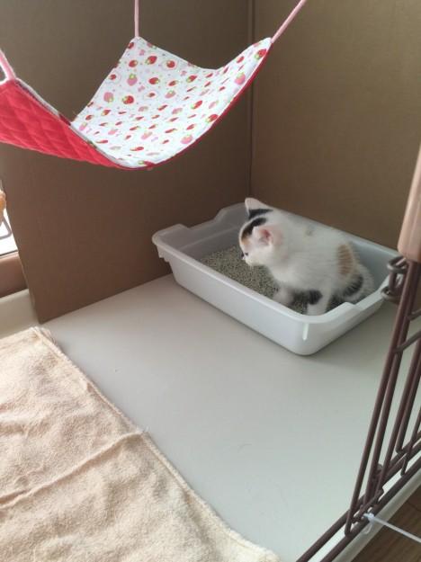 早く名前で呼びたくて ﾐｬｰ まるにゃむさんの猫ブログ ネコジルシ