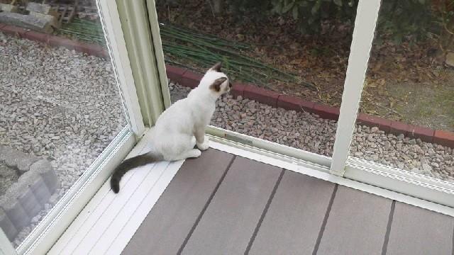サンルームでよく遊ぶライ - 霧雨さんの猫ブログ - ネコジルシ